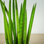 sansevieria-cylindrica
