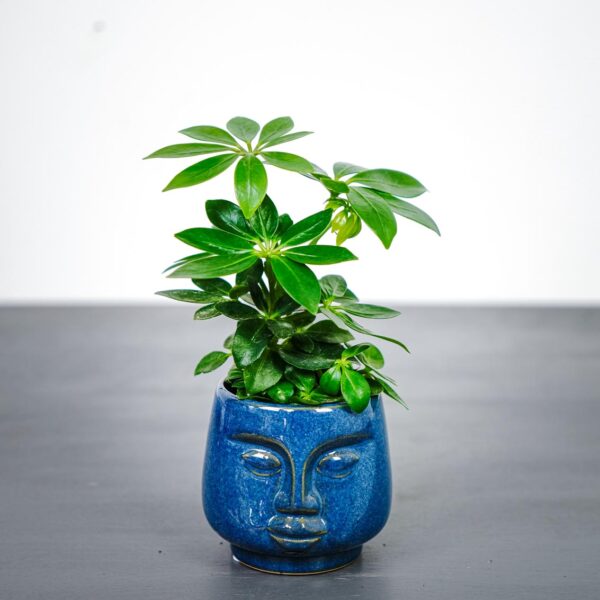 schefflera-arboricola schefflera-arboricola