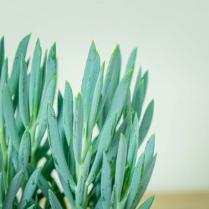senecio-aquarine-mount-everest