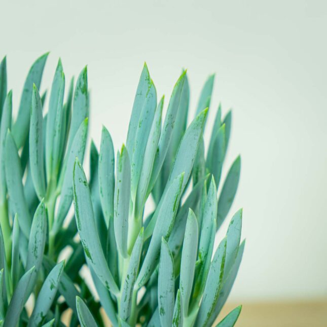 senecio-aquarine-mount-everest (2) senecio-aquarine-mount-everest
