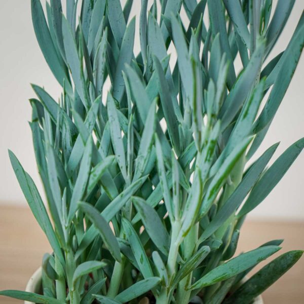 senecio-aquarine-mount-everest (2) senecio-aquarine-mount-everest
