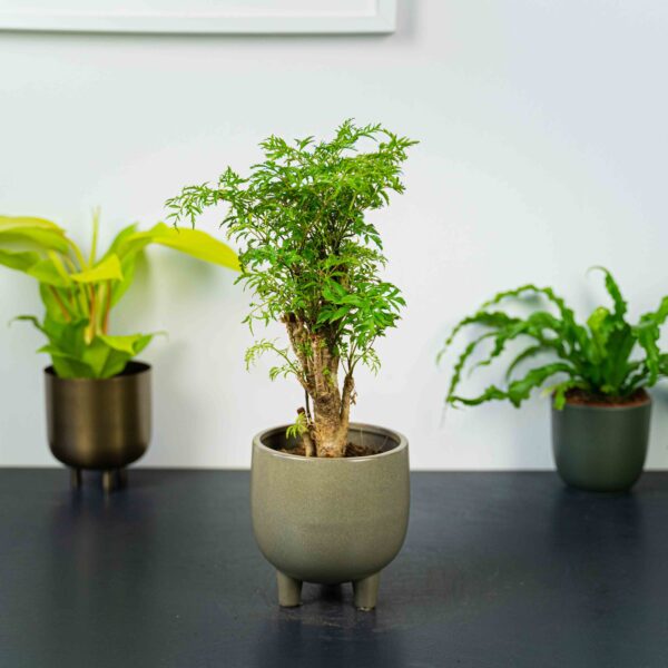 polyscias-fruticosa
