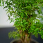 polyscias-fruticosa