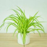 zielistka-chlorophytum-comosum-variegatum