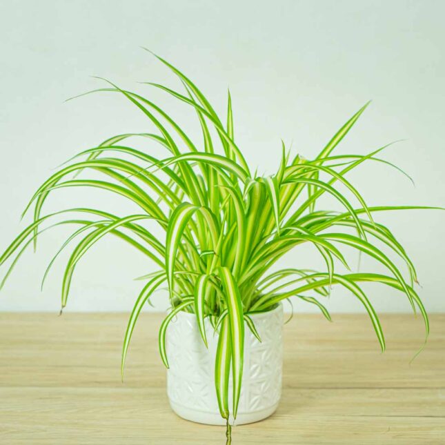 zielistka-chlorophytum-comosum-variegatum zielistka-chlorophytum-comosum-variegatum