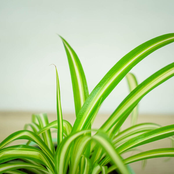 zielistka-chlorophytum-comosum-variegatum (2) zielistka-chlorophytum-comosum-variegatum