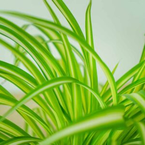 zielistka-chlorophytum-comosum-variegatum