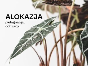 Długie liście z wyraźnym, jasnym unerwieniem.