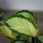 calathea-picturata
