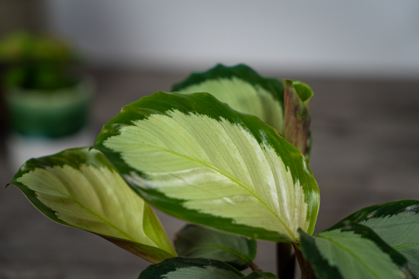 calathea-picturata calathea-picturata