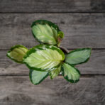 calathea-picturata