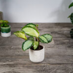 calathea-picturata