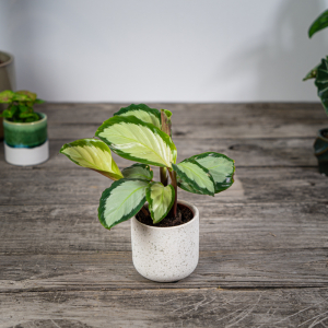 calathea-picturata