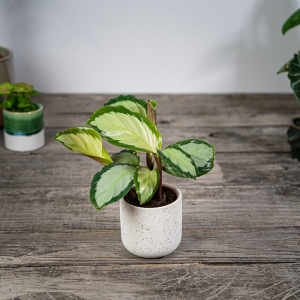 calathea-picturata