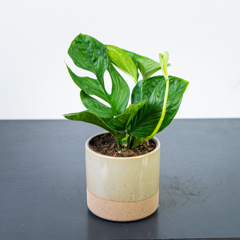 Monstera uprawa