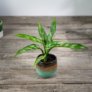 aglaonema-maria-baby
