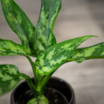 aglaonema-maria-baby