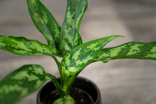 aglaonema-maria-baby aglaonema-maria-baby