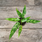 aglaonema-maria-baby