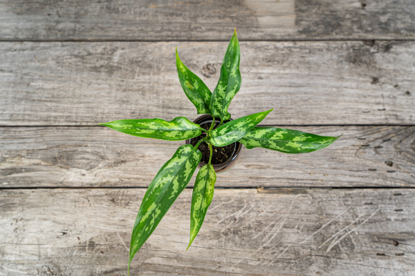 aglaonema-maria-baby aglaonema-maria-baby