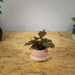 begonia-royal-velour-baby