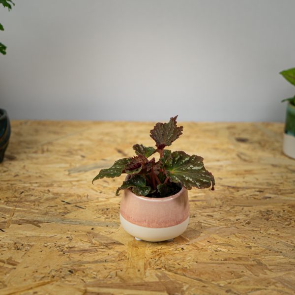 begonia-royal-velour-baby