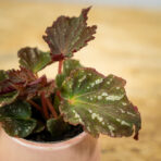 begonia-royal-velour-baby
