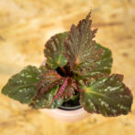 begonia-royal-velour-baby