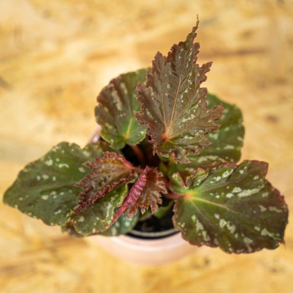 begonia-royal-velour-baby begonia-royal-velour-baby