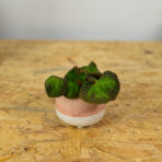 begonia-soli-mutata-baby