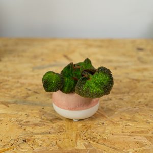 begonia-soli-mutata-baby