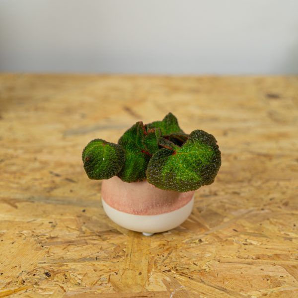begonia-soli-mutata-baby