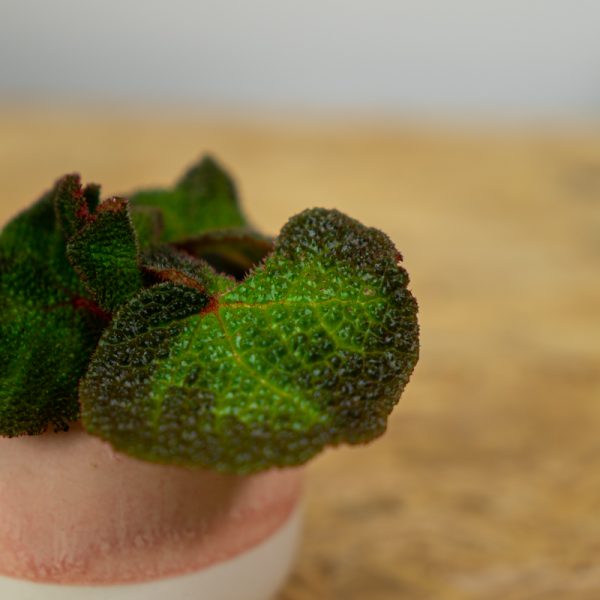begonia-soli-mutata-baby begonia-soli-mutata-baby