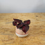 iresine-herbstii-bloodleaf-baby