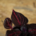 iresine-herbstii-bloodleaf-baby