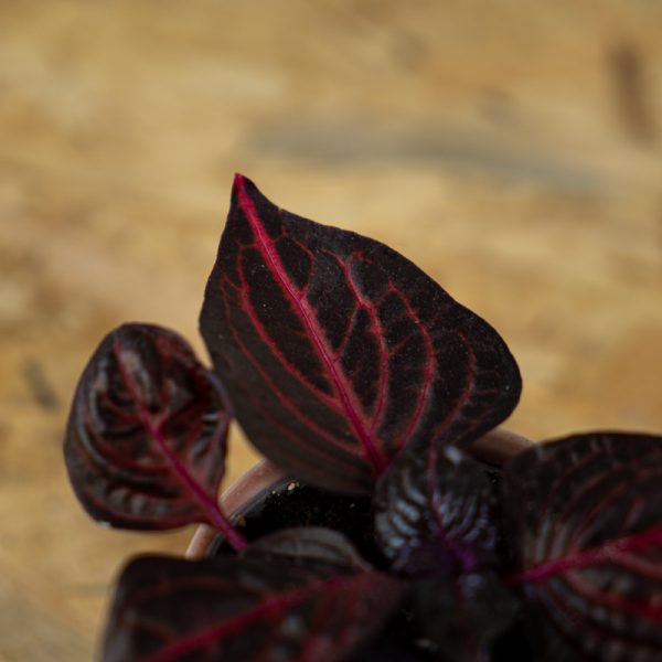 iresine-herbstii-bloodleaf-baby iresine-herbstii-bloodleaf-baby