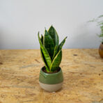 sansevieria-superba-baby