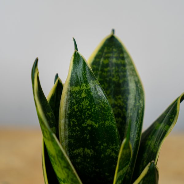 sansevieria-superba-baby sansevieria-superba-baby