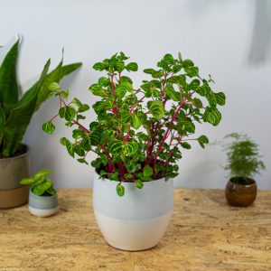 iresine-herbstii