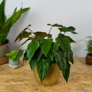 homalomena- emerald-gem