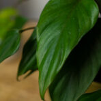 homalomena- emerald-gem