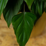 homalomena- emerald-gem