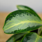 aglaonema-green-bowl