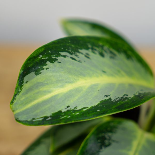 aglaonema-green-bowl aglaonema-green-bowl