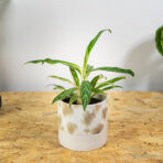 aglaonema-white-stem
