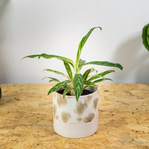 aglaonema-white-stem