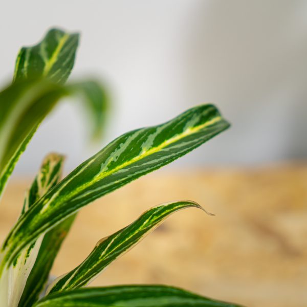 aglaonema-white-stem aglaonema-white-stem
