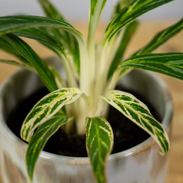 aglaonema-white-stem aglaonema-white-stem