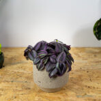 trzykrotka-zebra-purpurowa-tradescantia-zebrina-purpusii