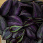 trzykrotka-zebra-purpurowa-tradescantia-zebrina-purpusii